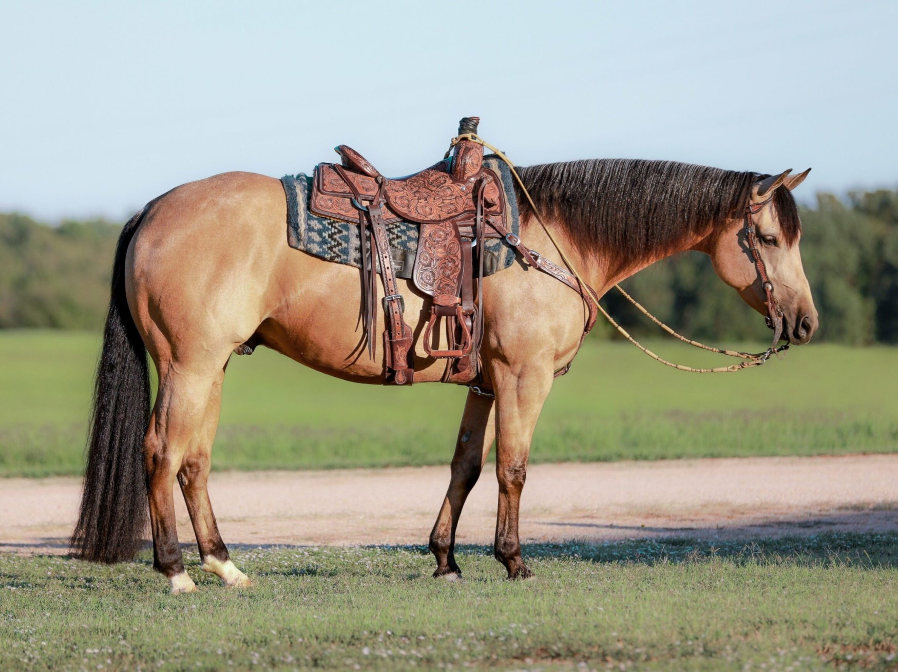 HOLD THAT MOBSTAR - 2017 AQHA Buckskin Gelding x HF Mobster x Colonels ...