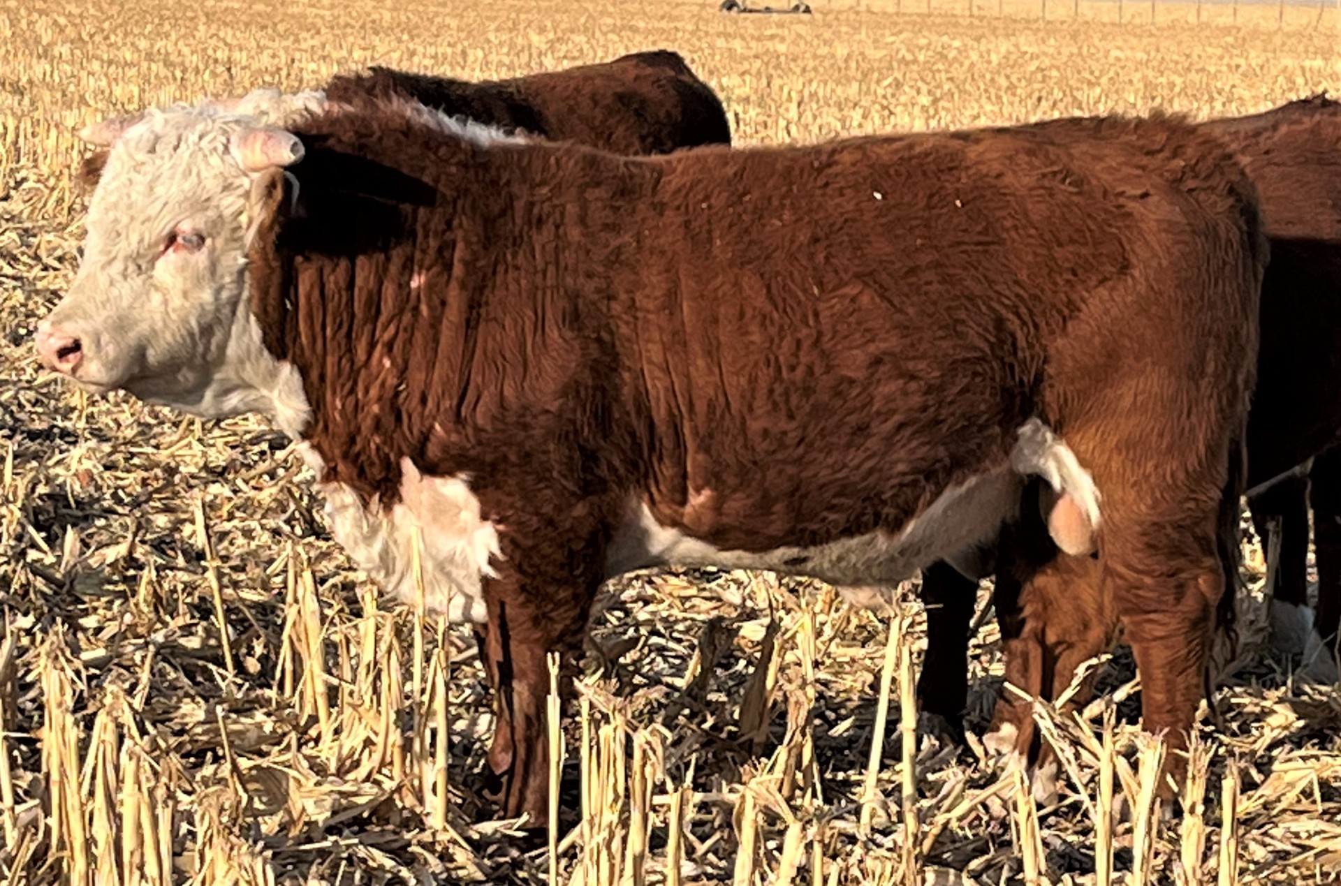 18 - Hereford Bulls - Oklahoma