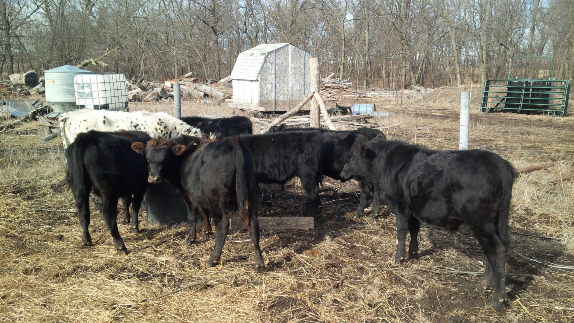 6 - Angus/Corriente Steers - Nebraska