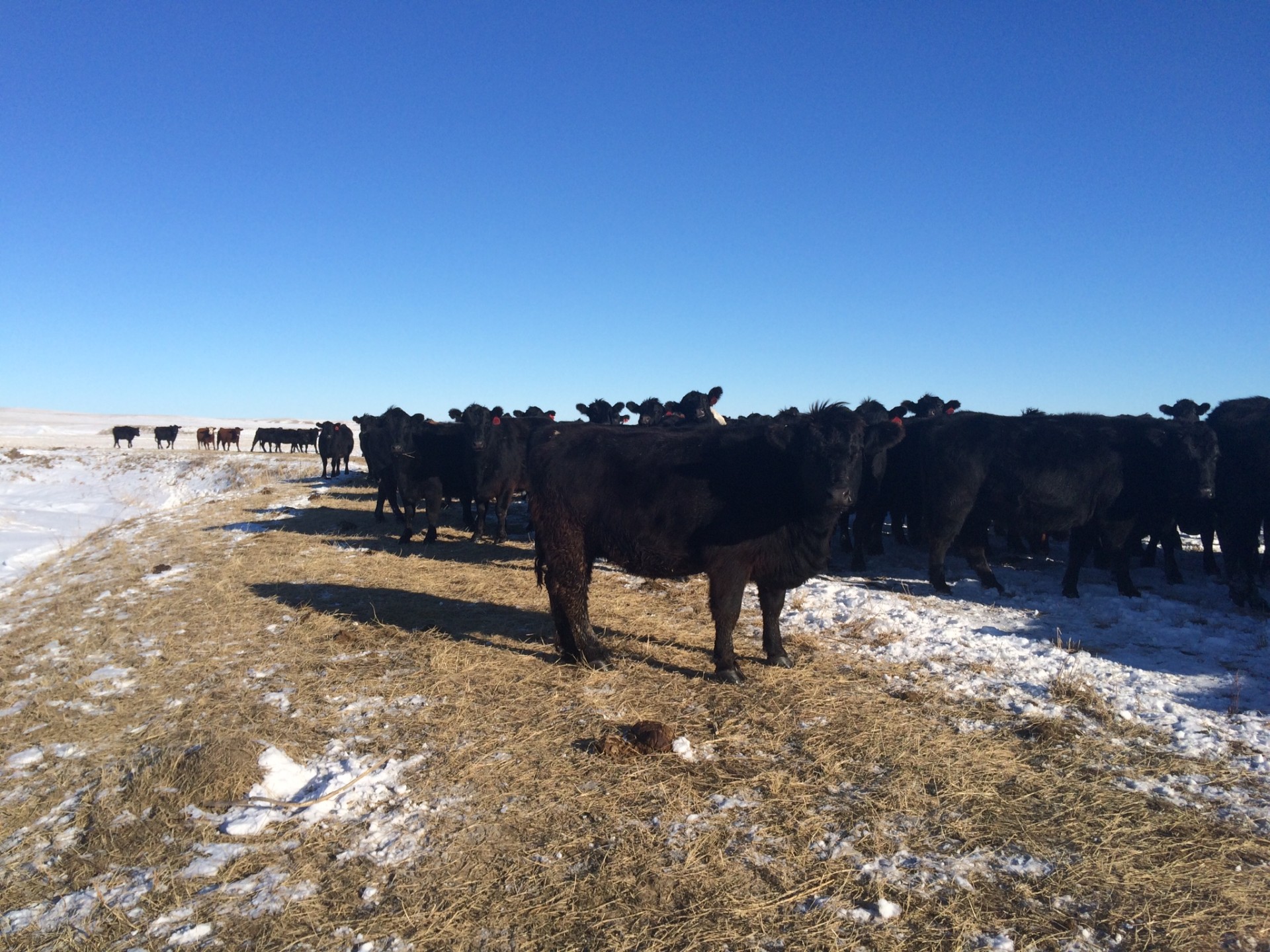 200 - Bred Black Angus Cows - South Dakota