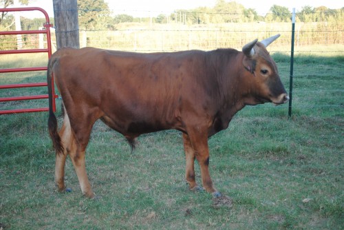 1 - Longhorn/Corriente Bull - Oklahoma