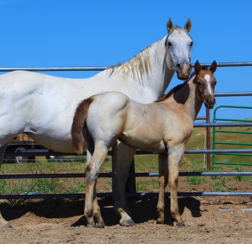 Bay Roan Quarter Horse Colt