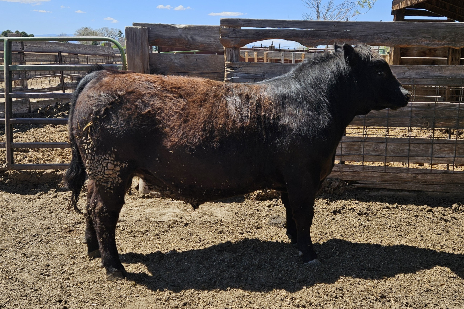 2 - Sim Angus Bulls - Colorado