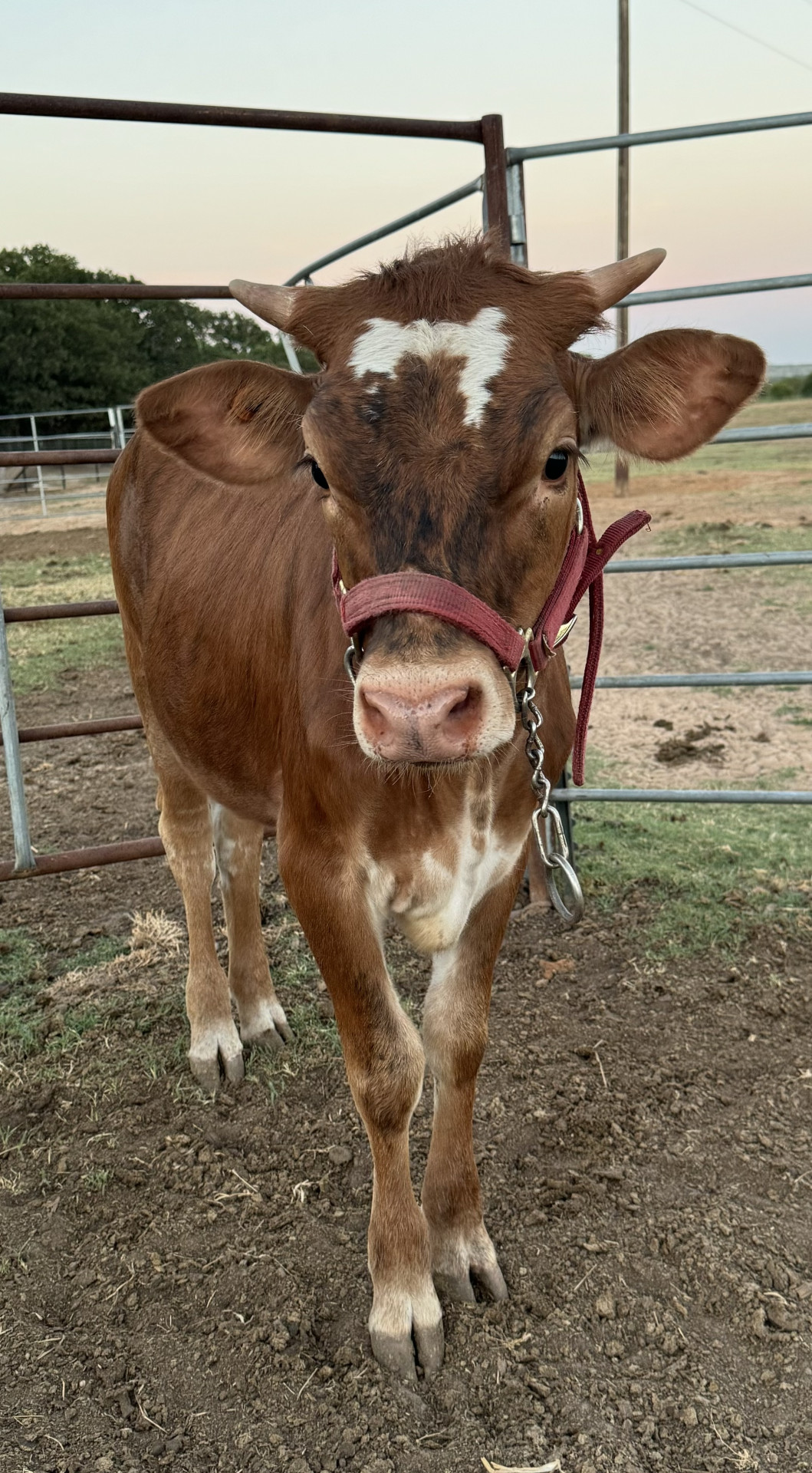 1 - Registered TX Longhorn Heifer - Inspire Envy - Texas