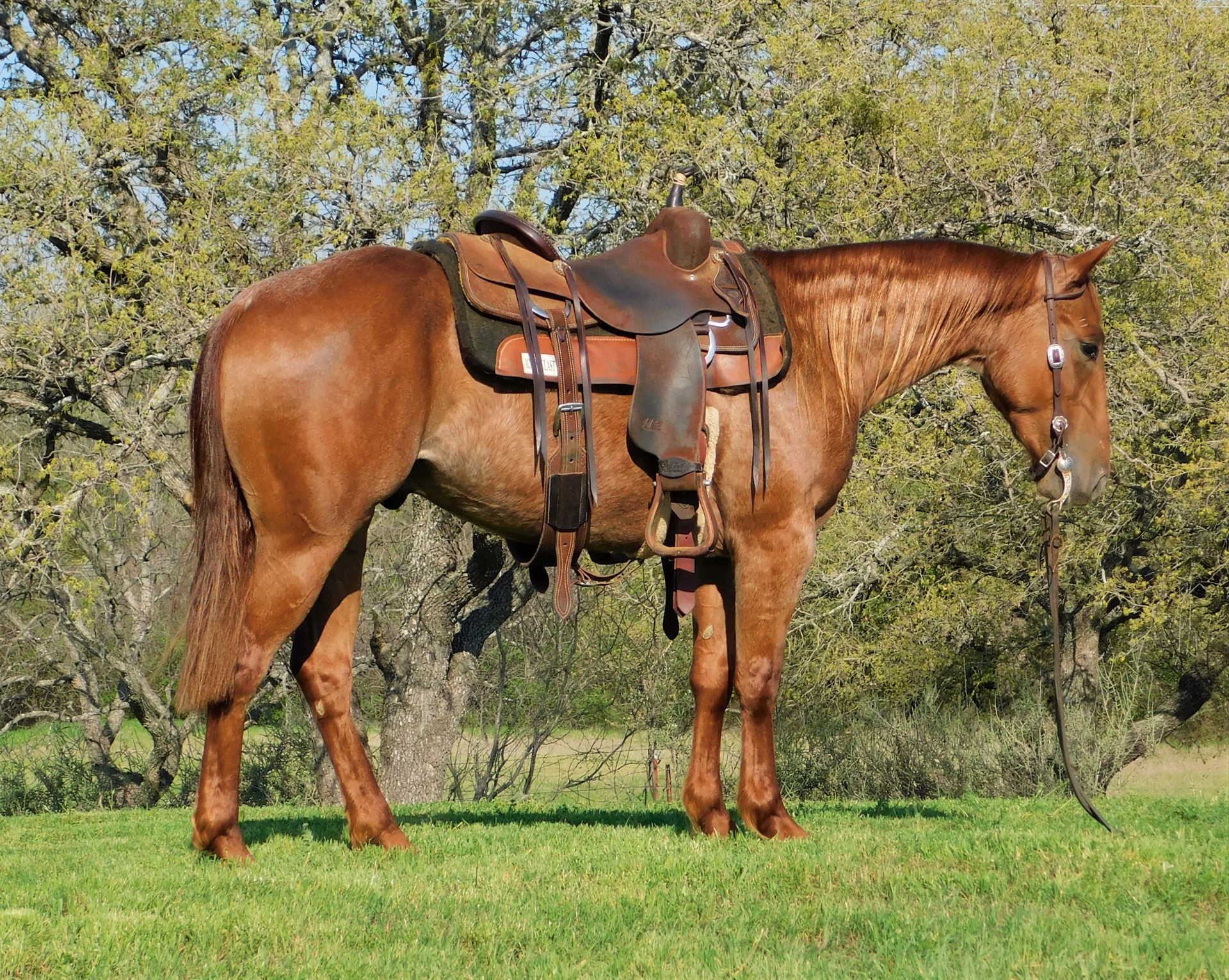 Cutting-Sorting-Roping-Gentle-BROKE!