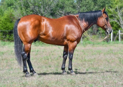 2012 Bay AQHA Gelding ~ Ranch and Rope Horse