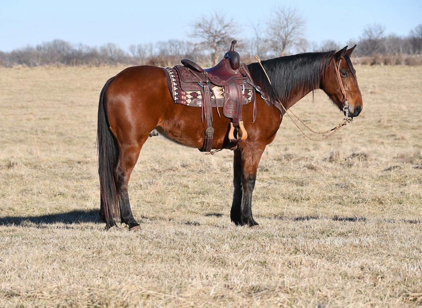 Jose Poco James ~ 2016 AQHA True Ranch Gelding