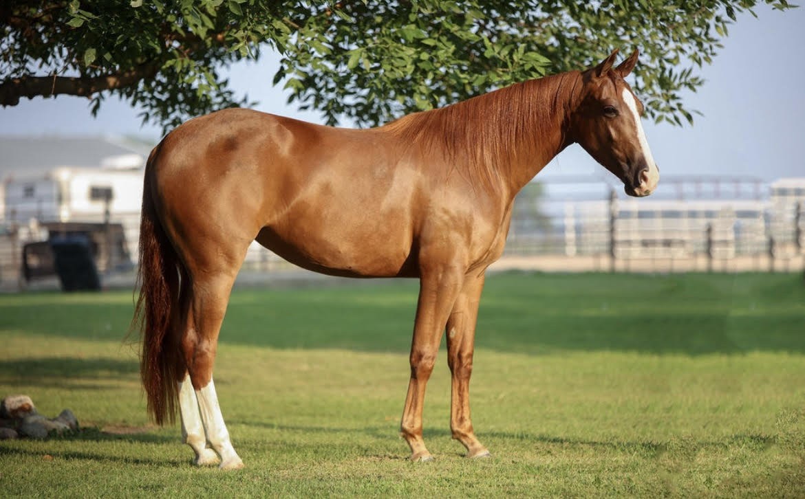 MARIA DUAL REY – 2021 AQHA Sorrel Mare x Dont Stopp Believin x Dual Rey ...