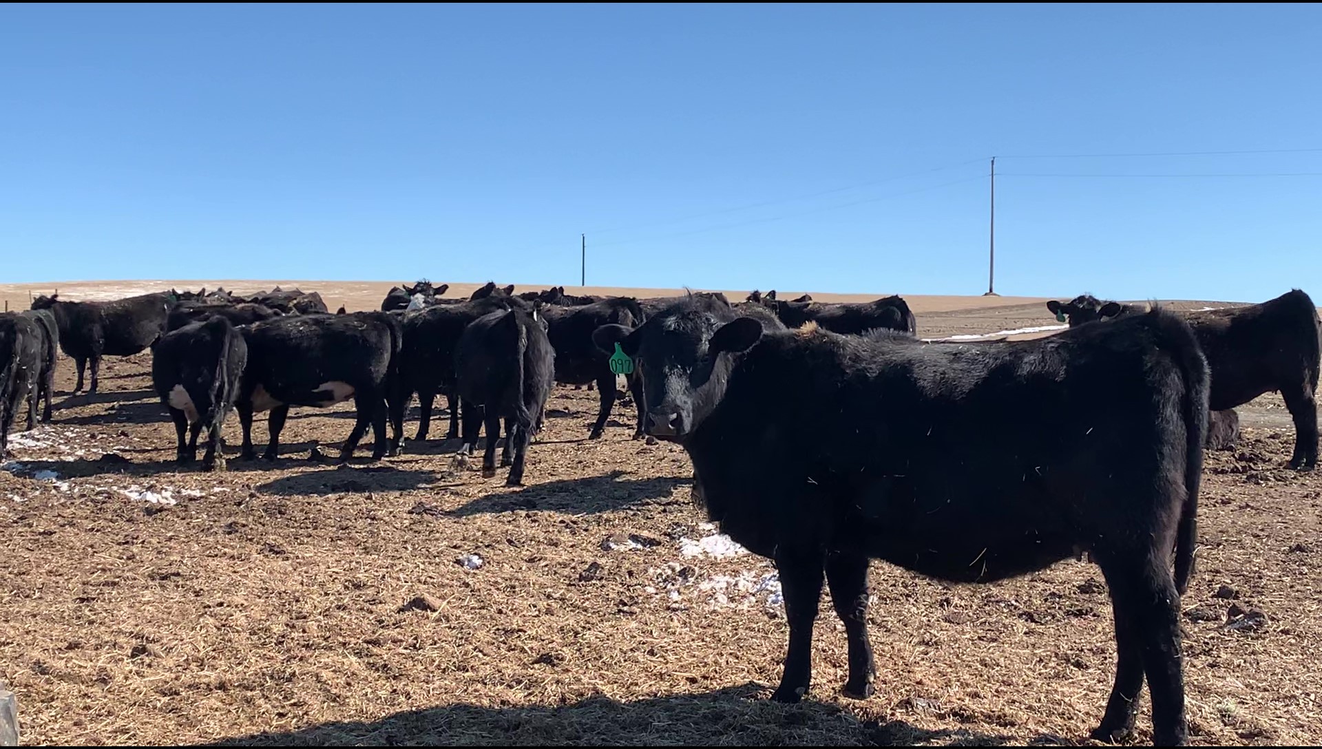 34 - Black Angus 2-3 yr old Bred Cows - South Dakota