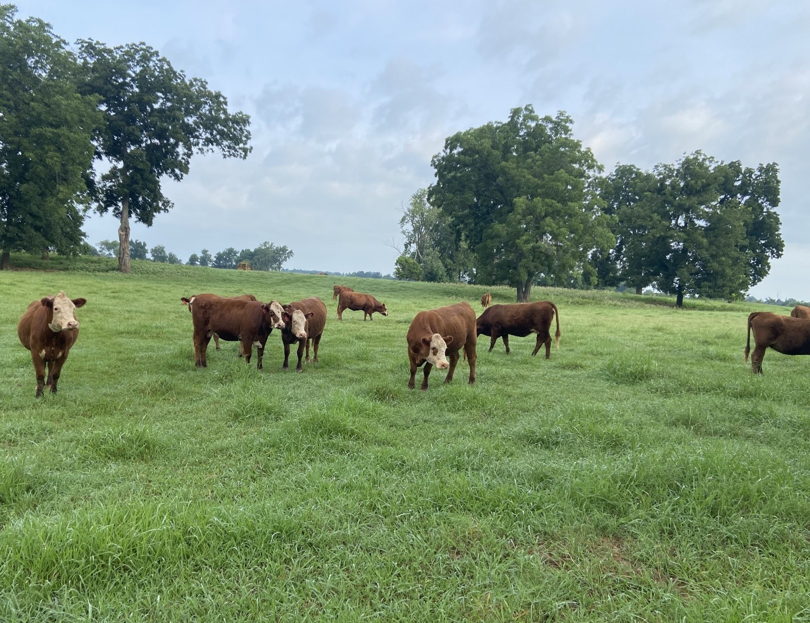 35 - Heavy Bred Red Angus Heifers - Oklahoma