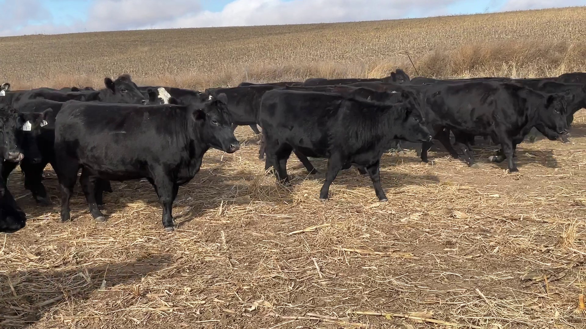 79 hd 3-5 yr old Black Angus/Black Baldy Bred Cows-Nebraska