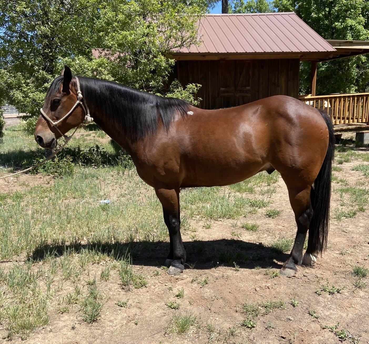 Finished Head and Heel Horse