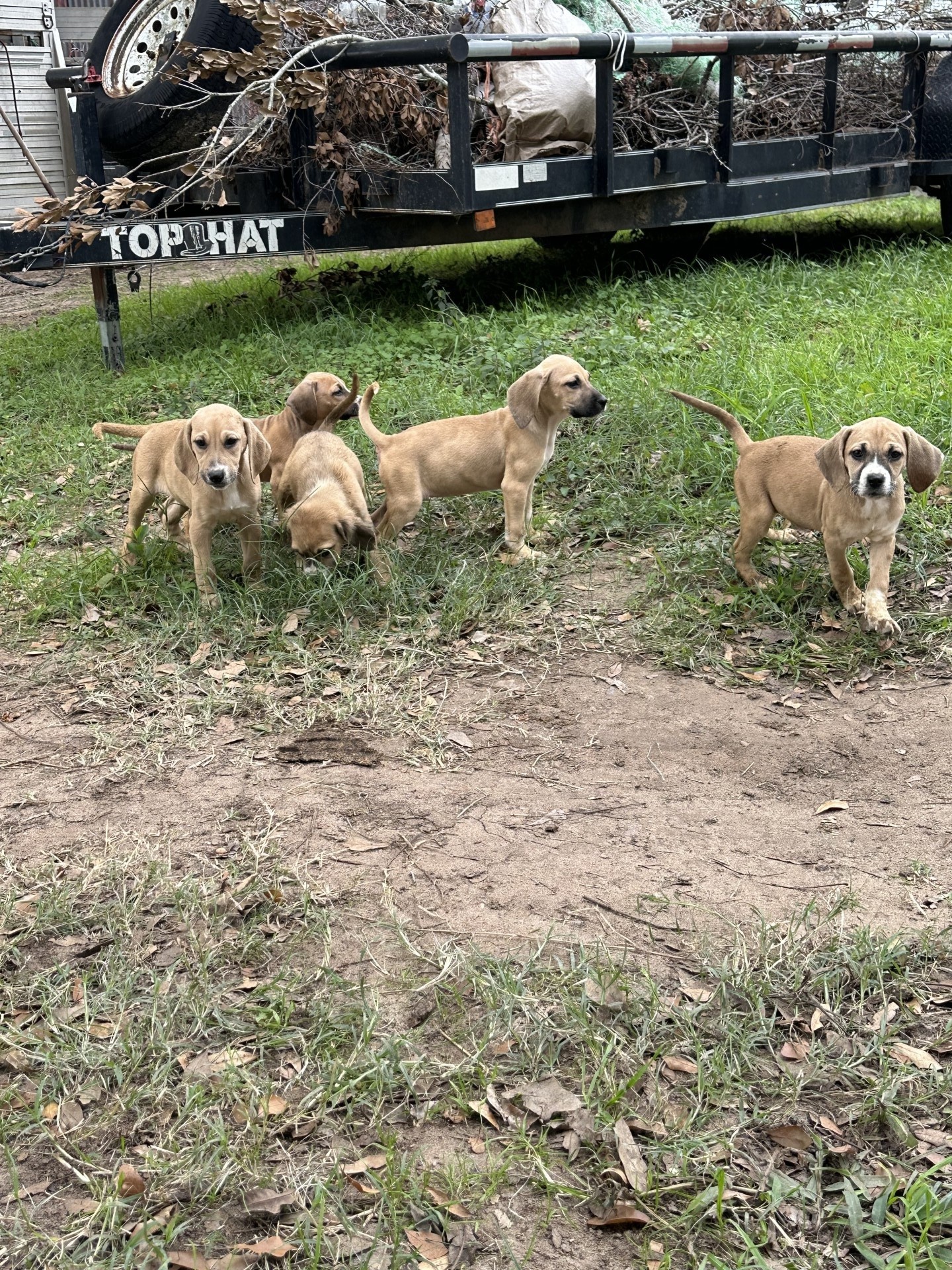 Black Mouth Cur Puppies