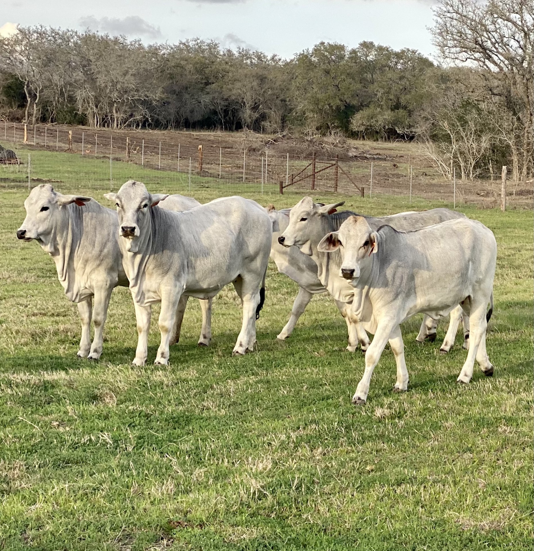 6 - Brahman Heifers - Texas