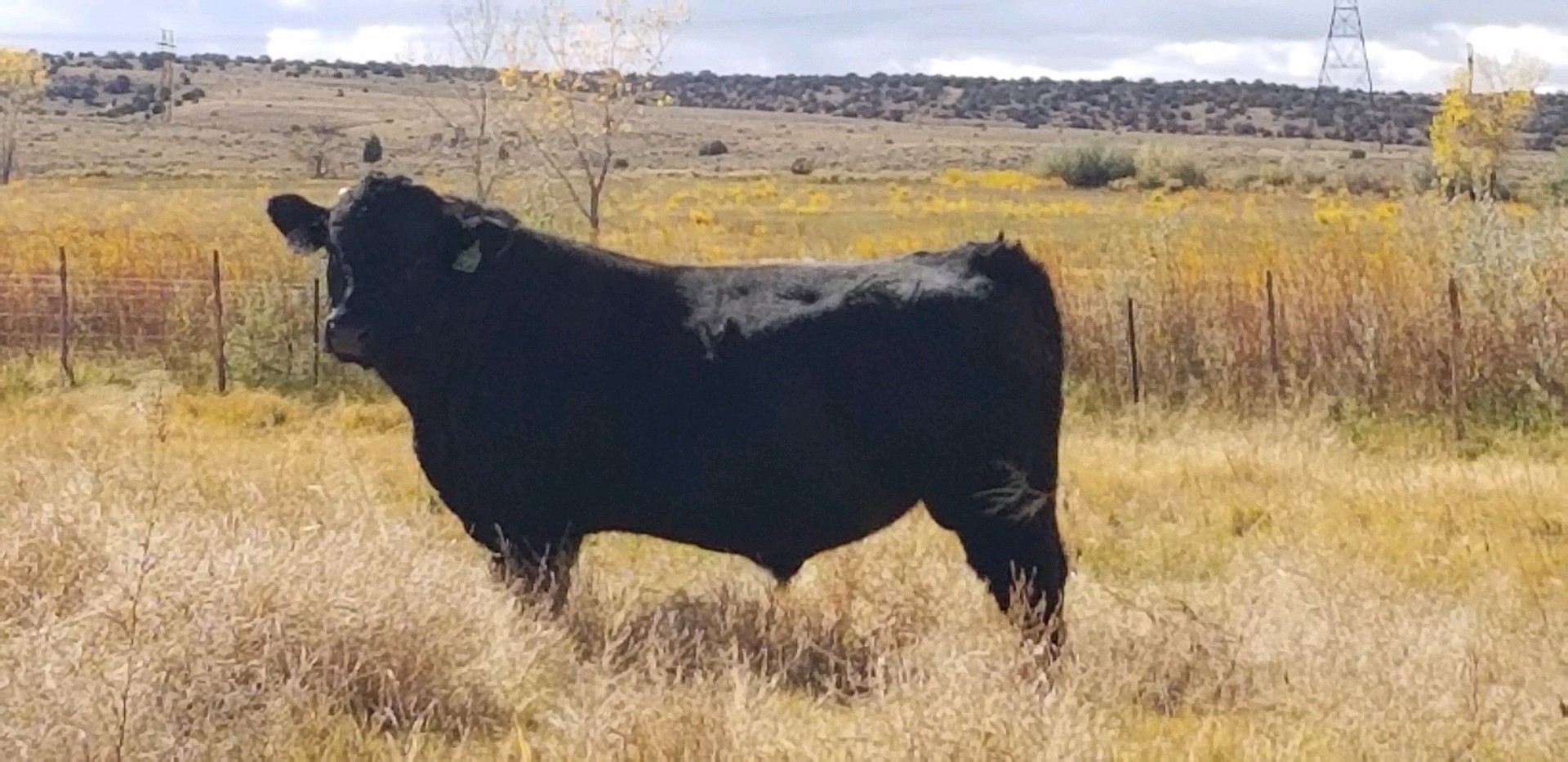 2 - Yearling Black Simmental Bulls - Colorado