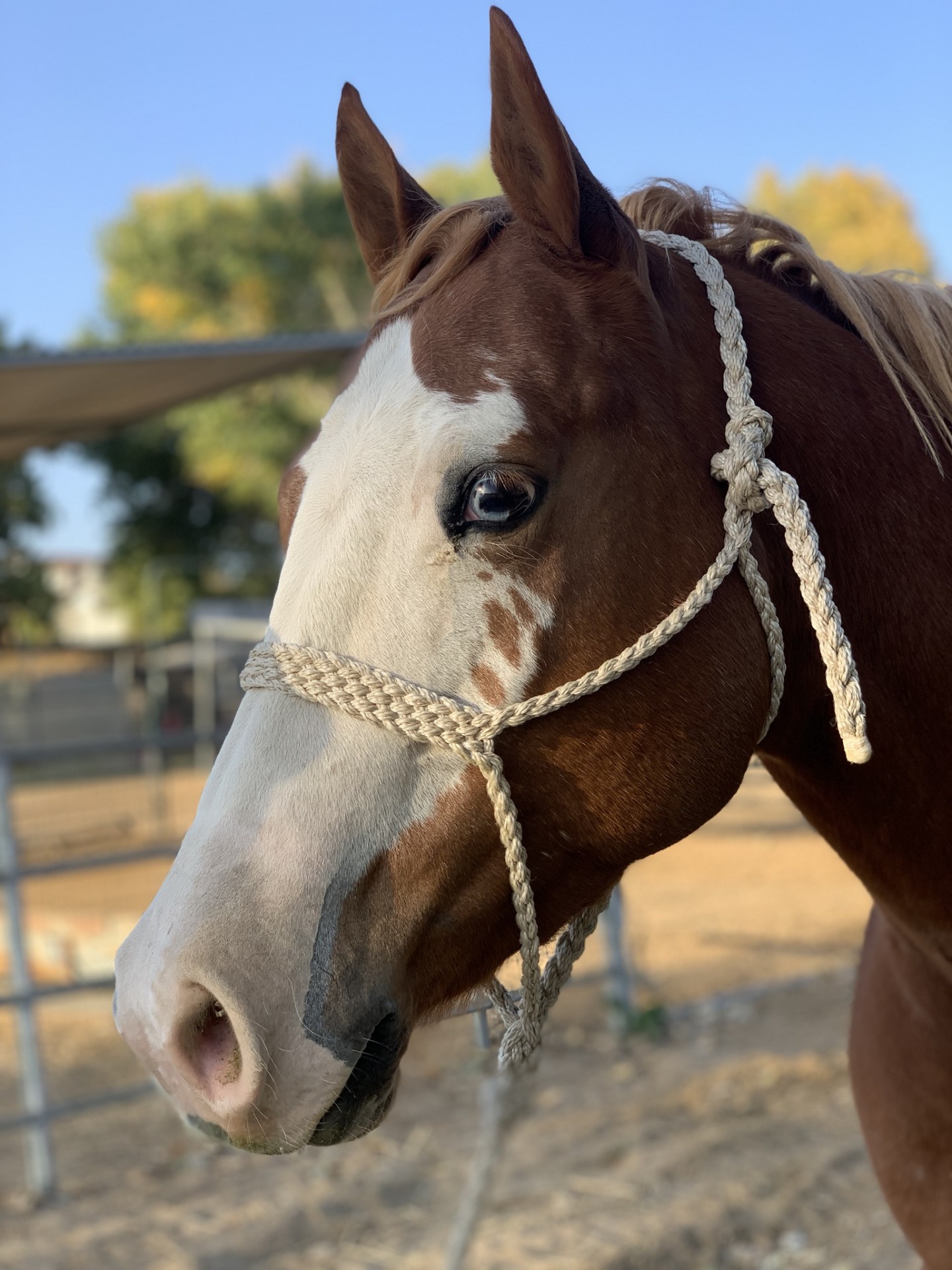 Beautiful and Gentle Mare