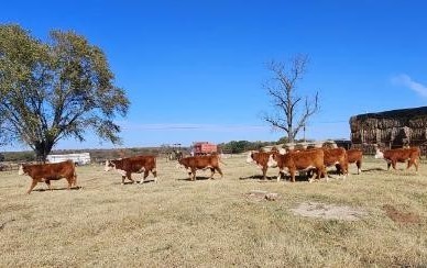 10 - Registered Hereford Heifers - Oklahoma