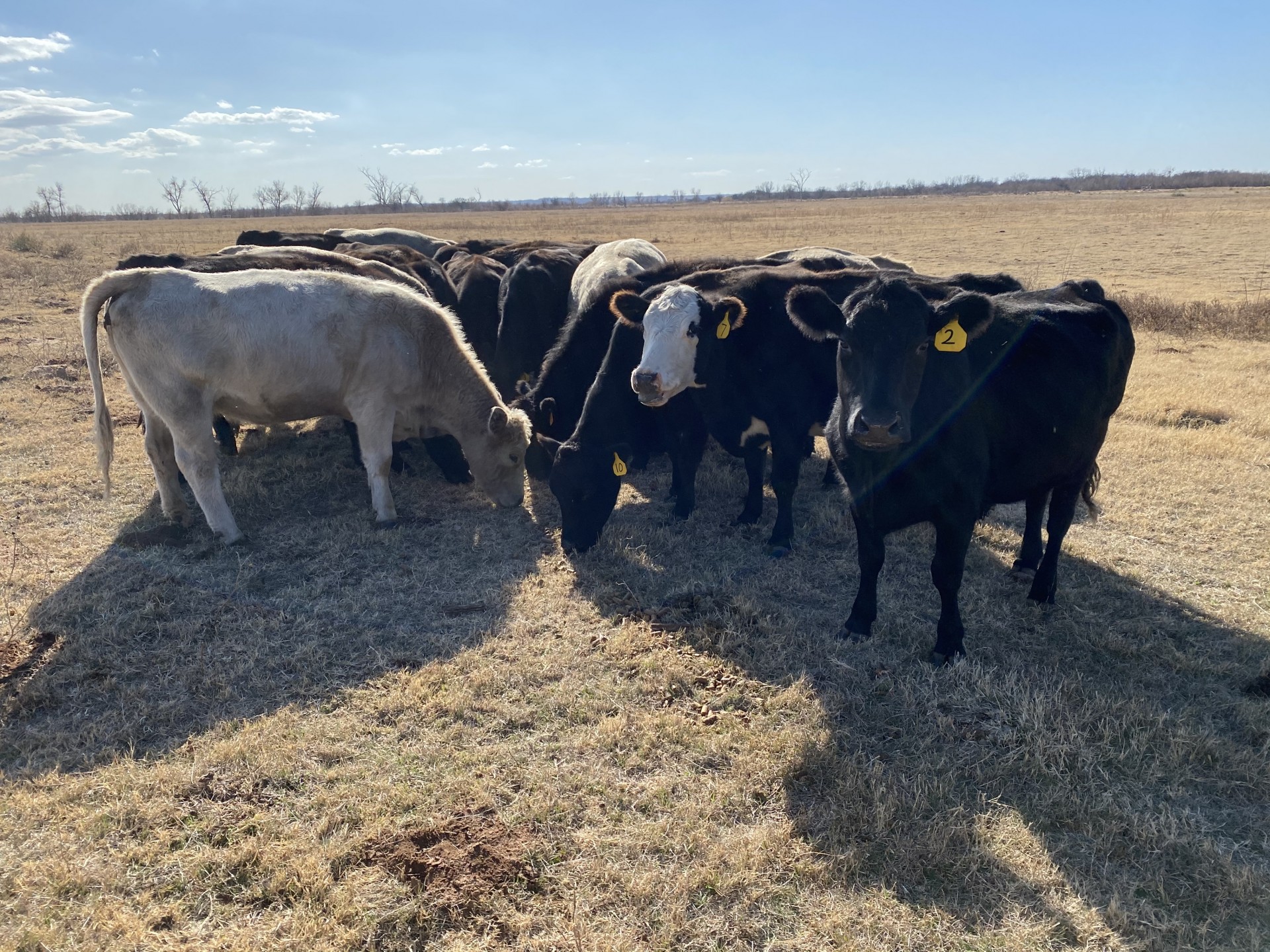 13 - Confirmed Bred angus cross Cows - Oklahoma