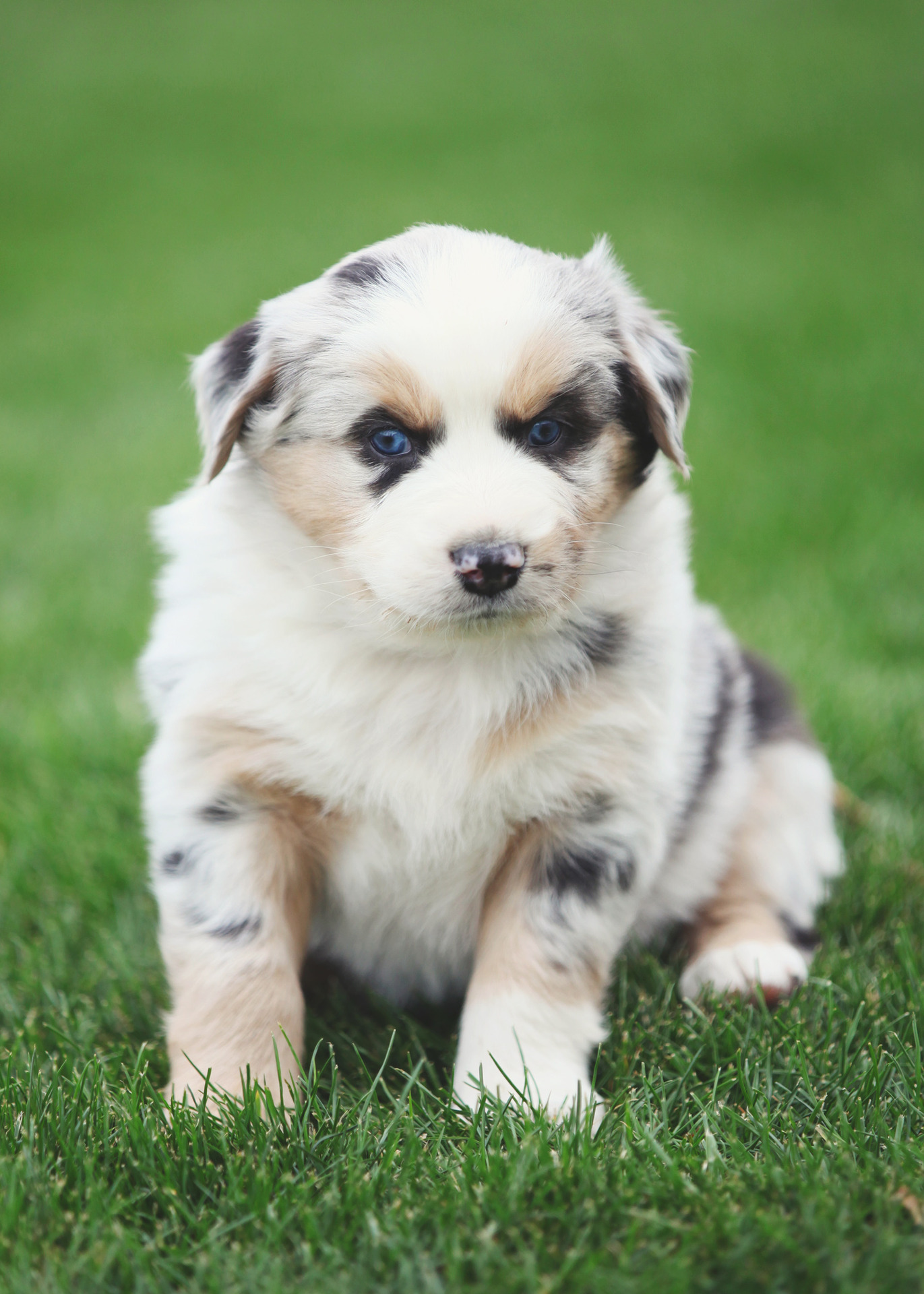 AKC and ASCA registered Australian Shepherd Puppies