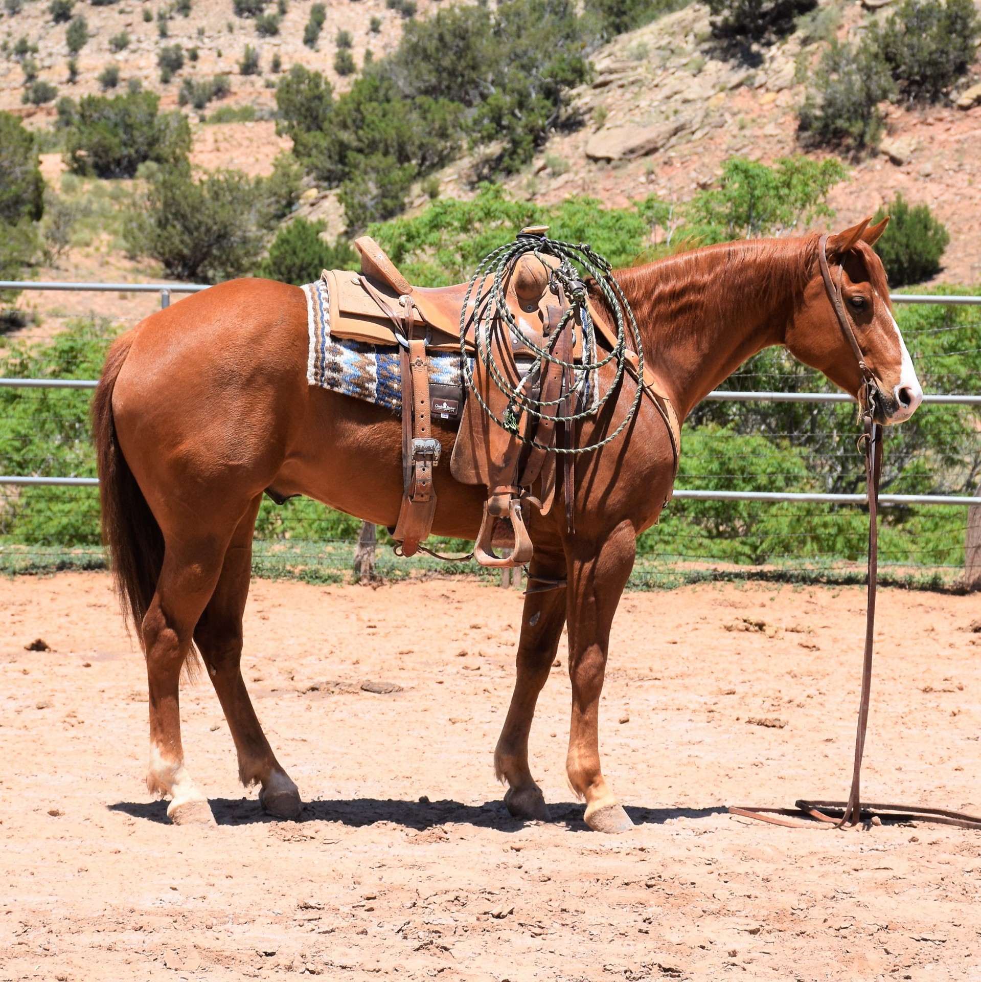 Waggoner Ranch Gelding