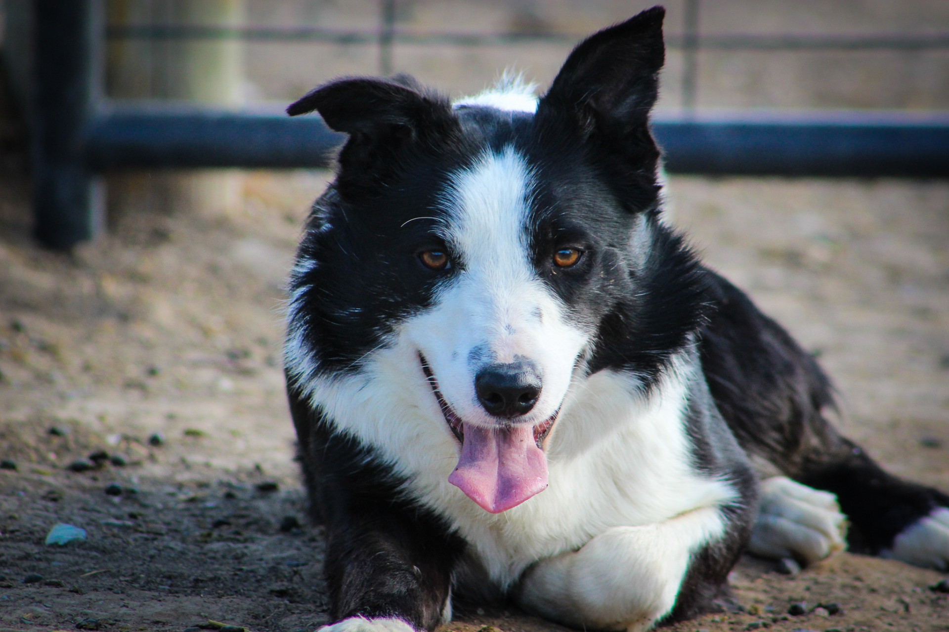 NICE Started 2 Year Old Border Collie Male