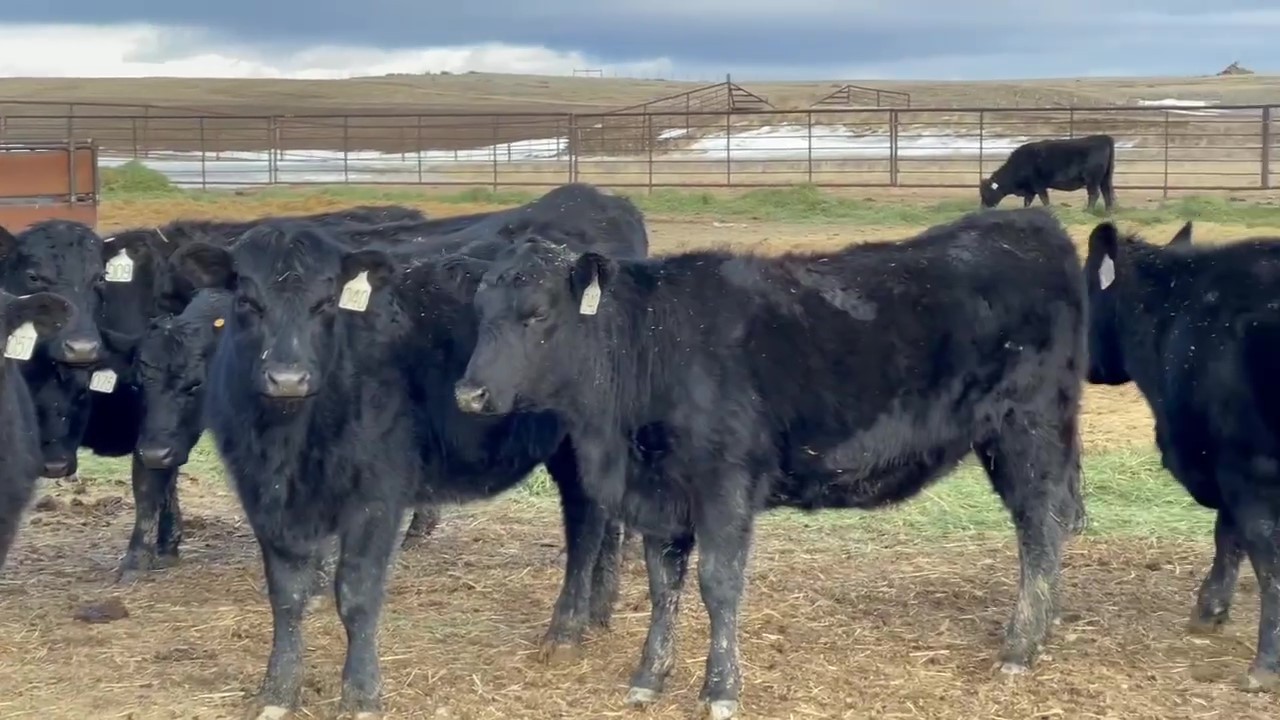 56 - Black Angus Bred Heifers - Montana