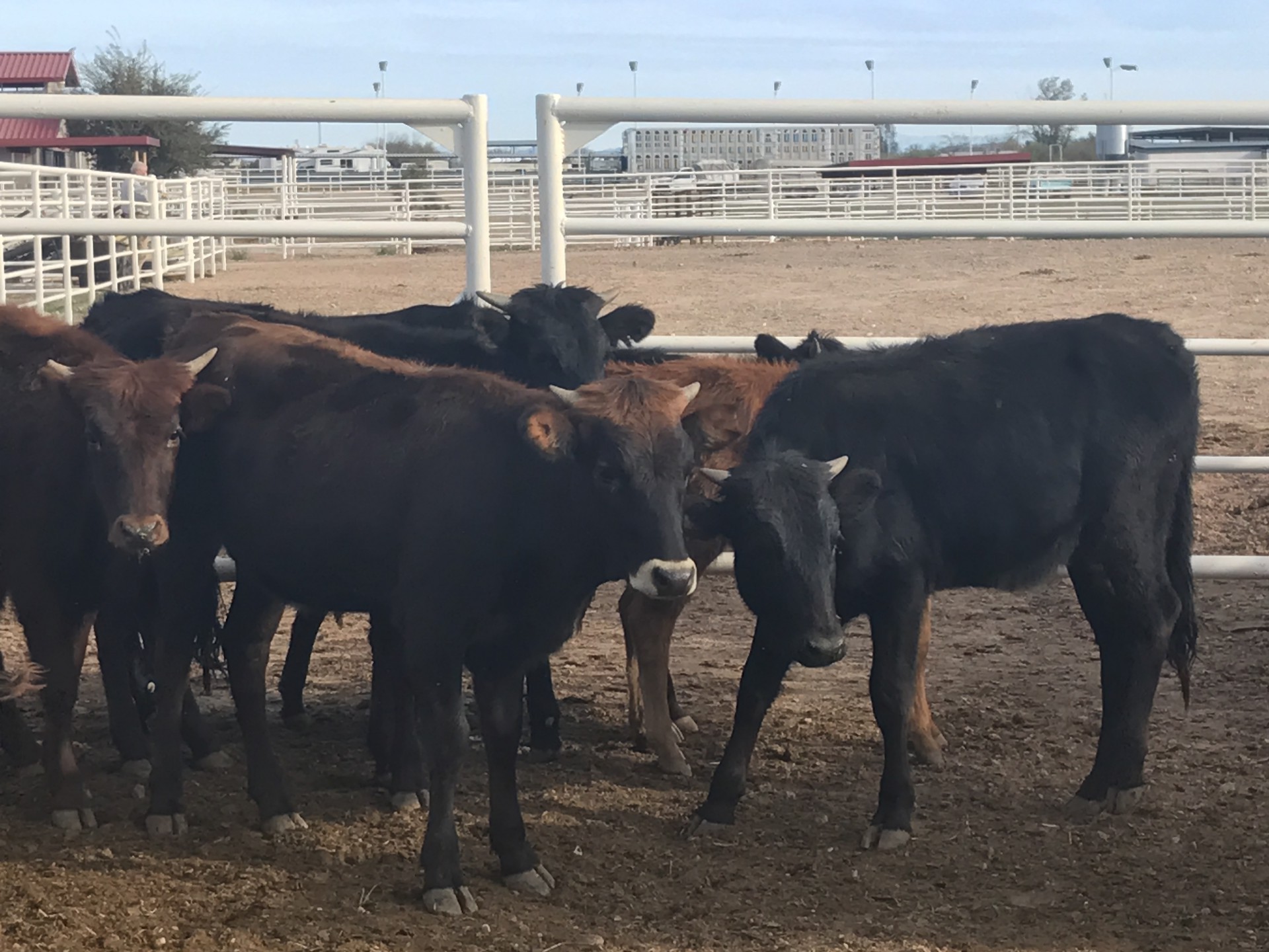 15 - CORRIENTE HEIFER POTENTIAL ROPERS - Arizona