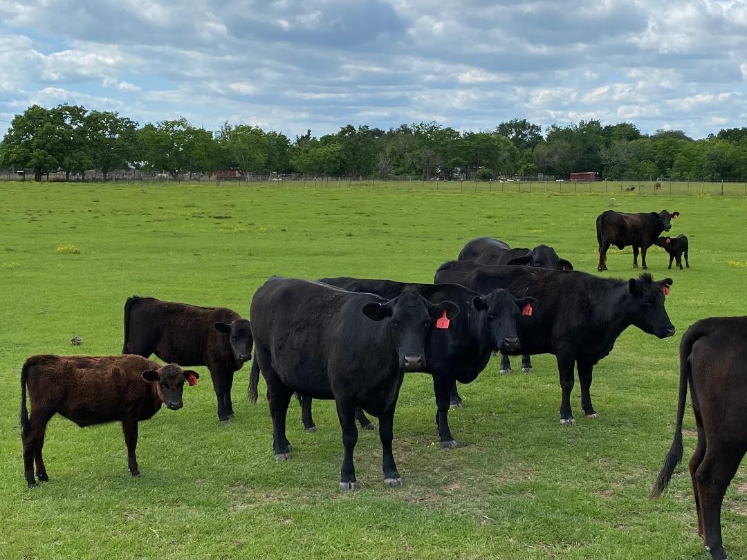 6 - ANGUS COW CALF PAIRS - TEXAS