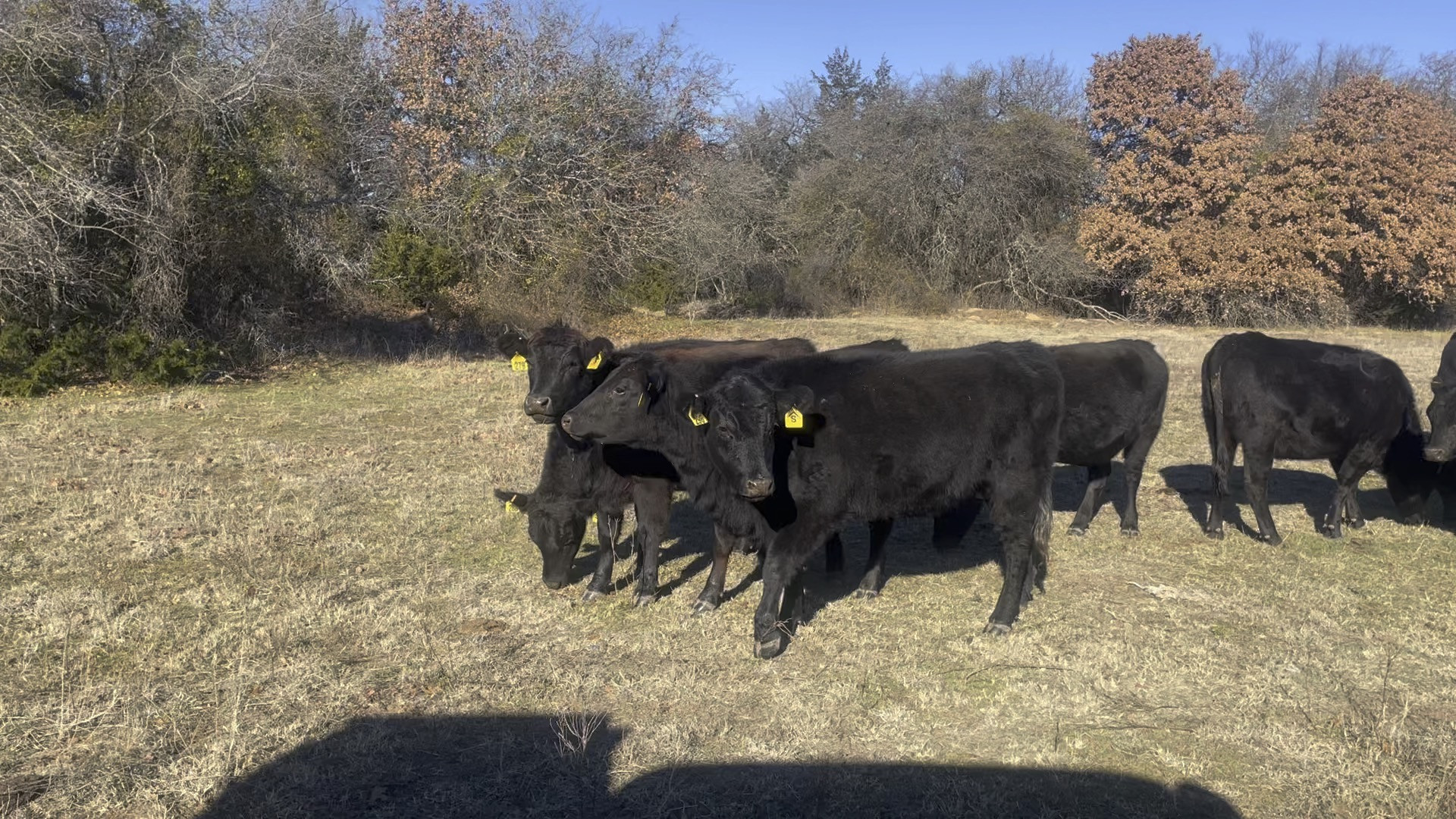 25 - Angus Bred Heifers - Texas