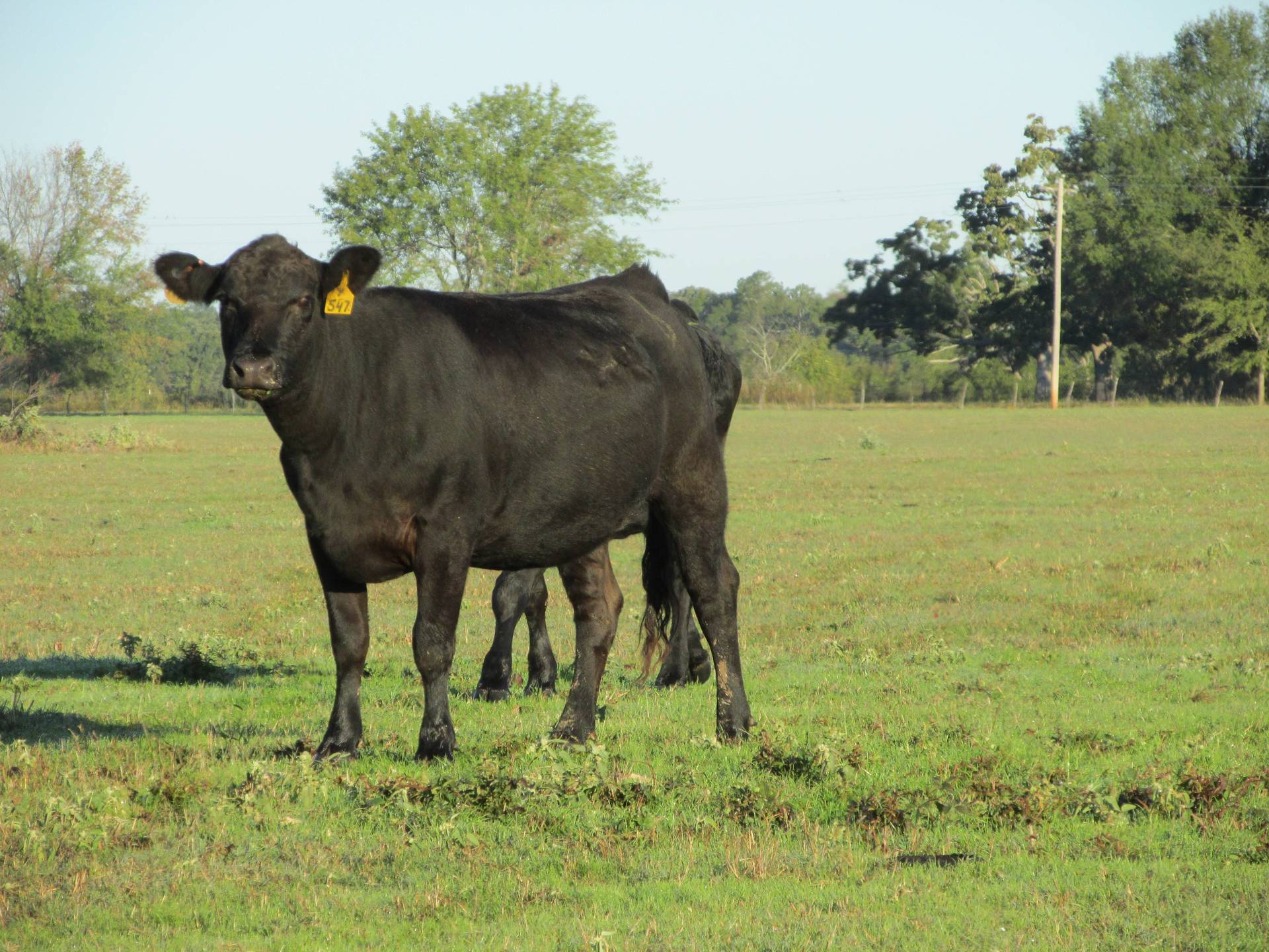 70 - Fancy Black Simmental Bred Heifers - Texas