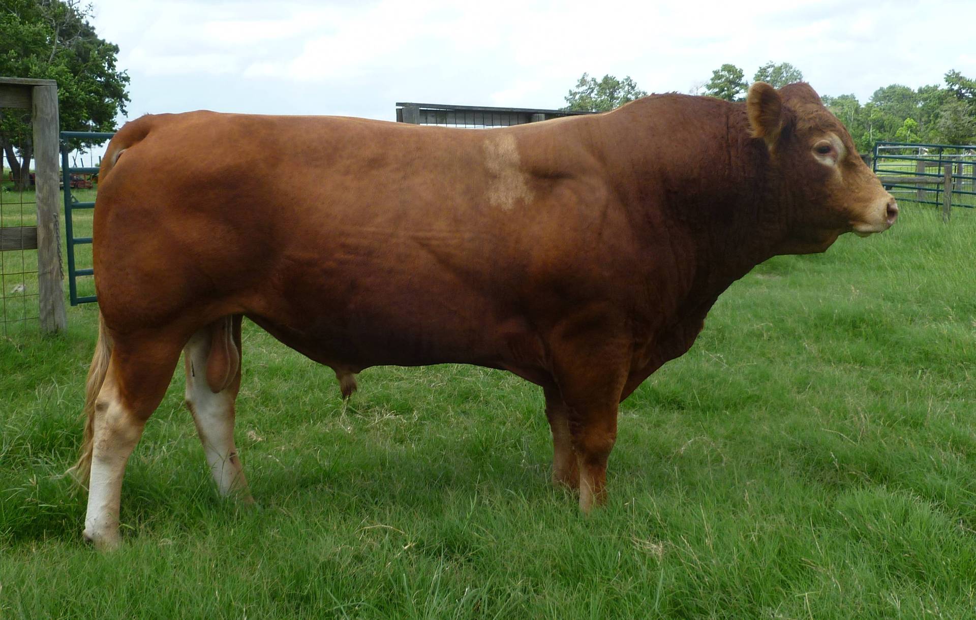 1 - Purebred Limousin Bull - Texas