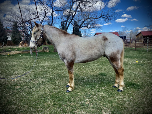 Red Roan Appaloosa Geldin