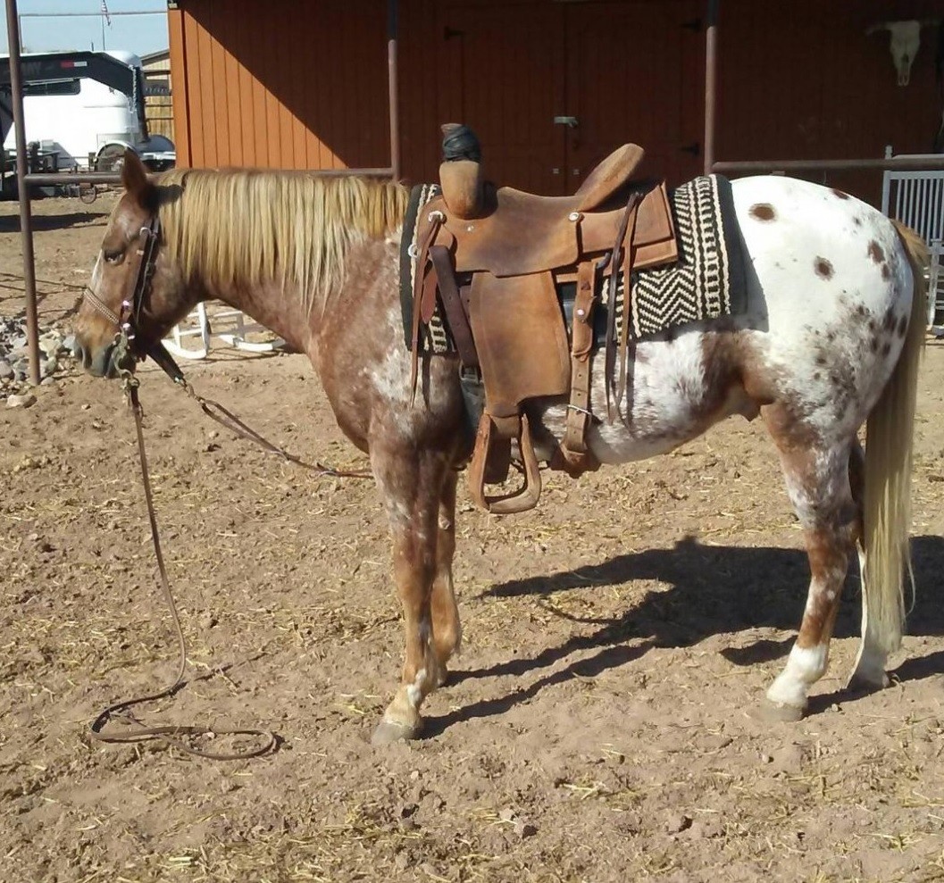 Super Gentle 3 Yr Old POA Gelding - Started Heeling