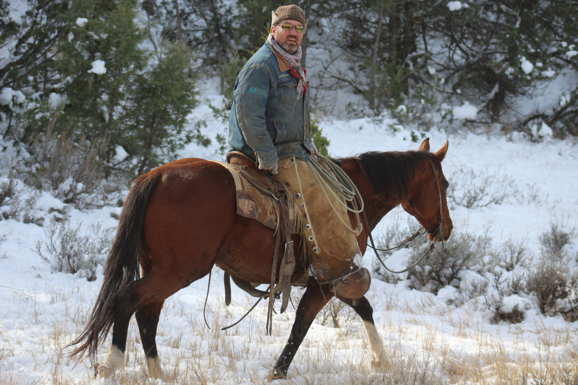 Ranch Gelding