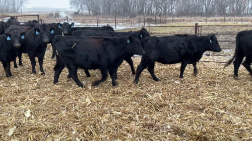 51 hd 2 yr old Black Angus Bred Heifers-North Dakota