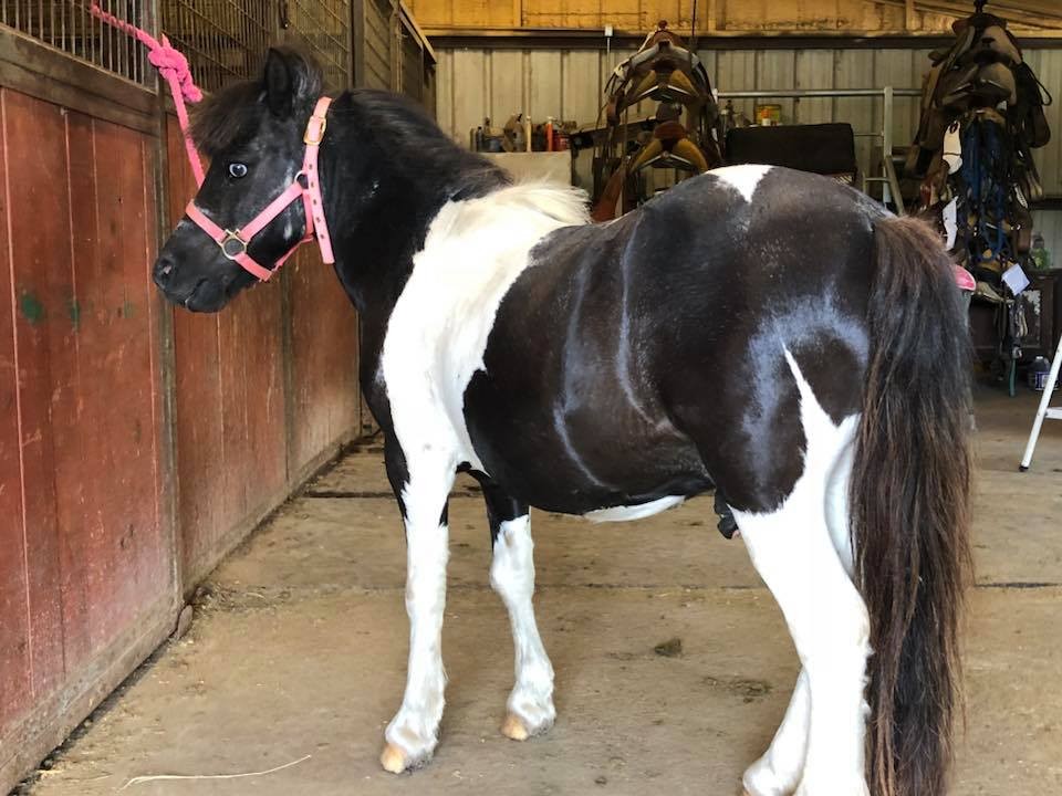 Pony Used for Lessons