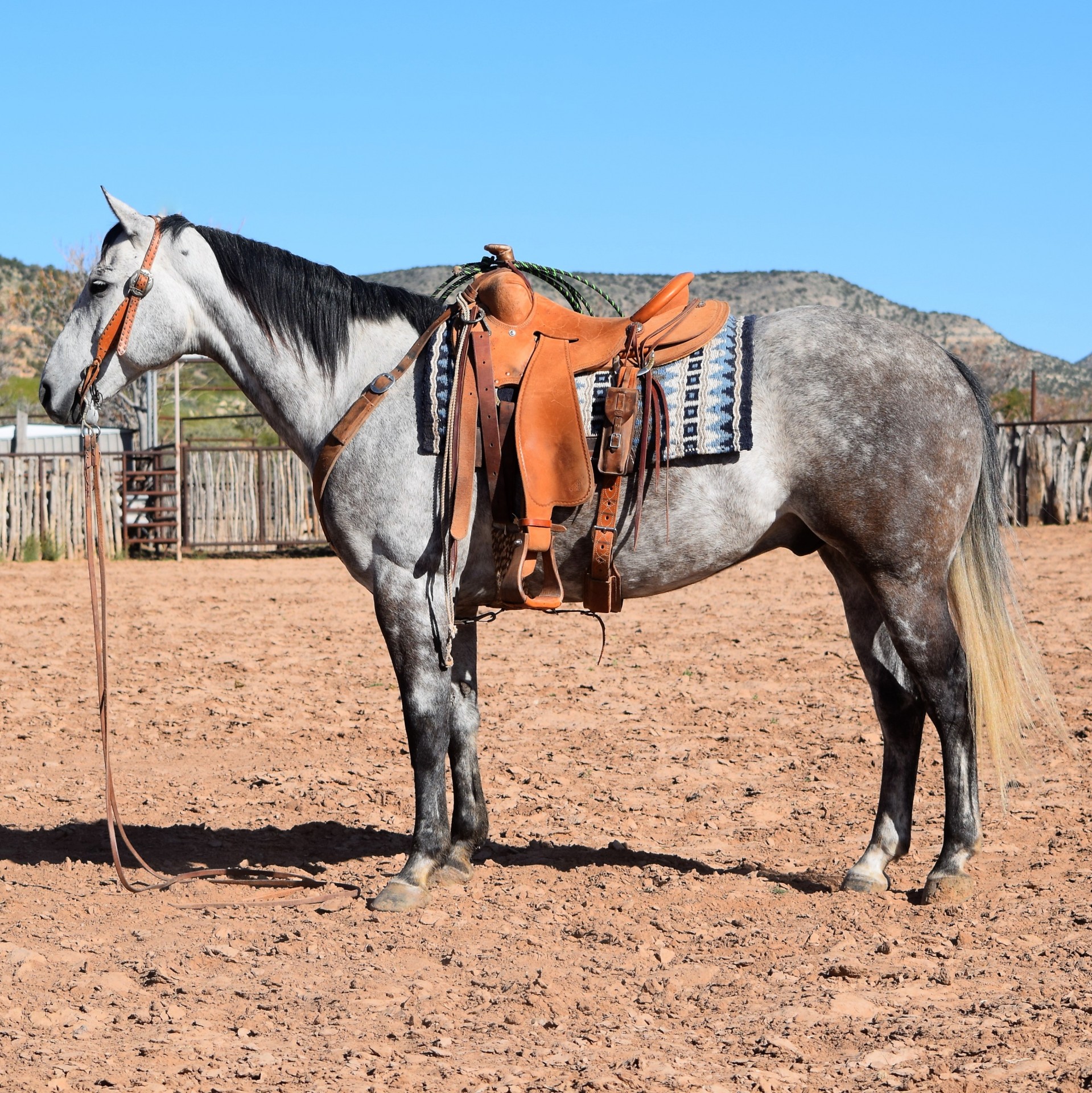 Big Good Looking Grey Ranch Gelding