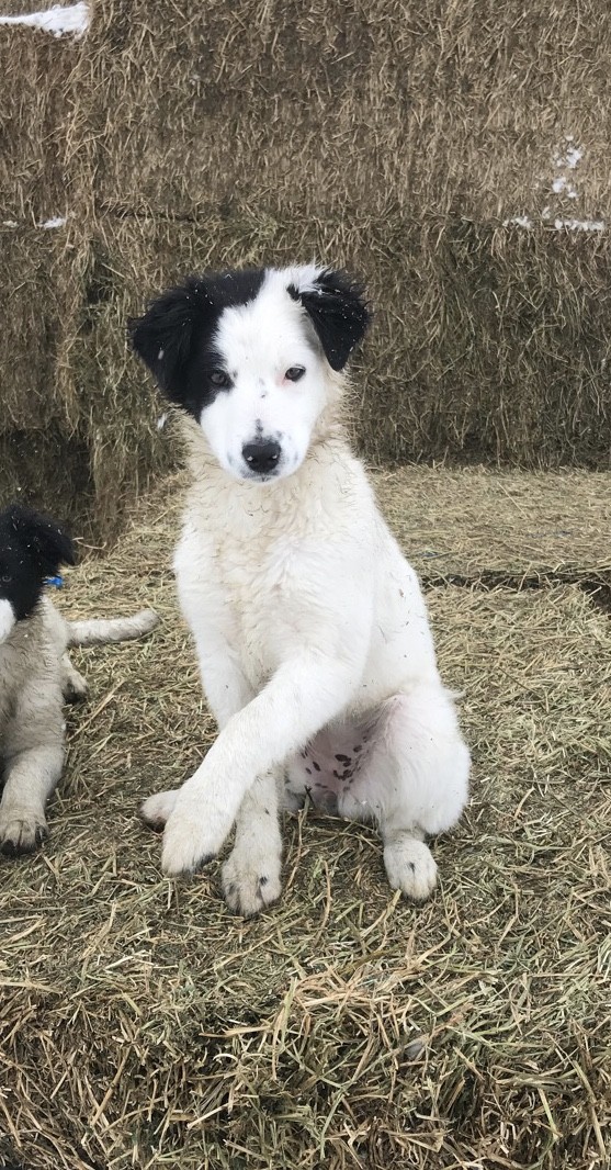 Working Border Collie Kelpie Cross Pup!!!