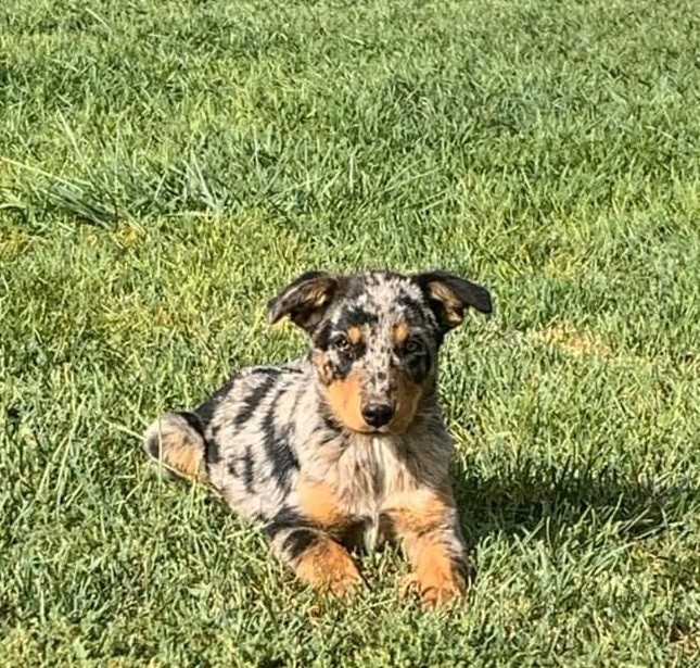 Blue heeler catahoula sales puppies