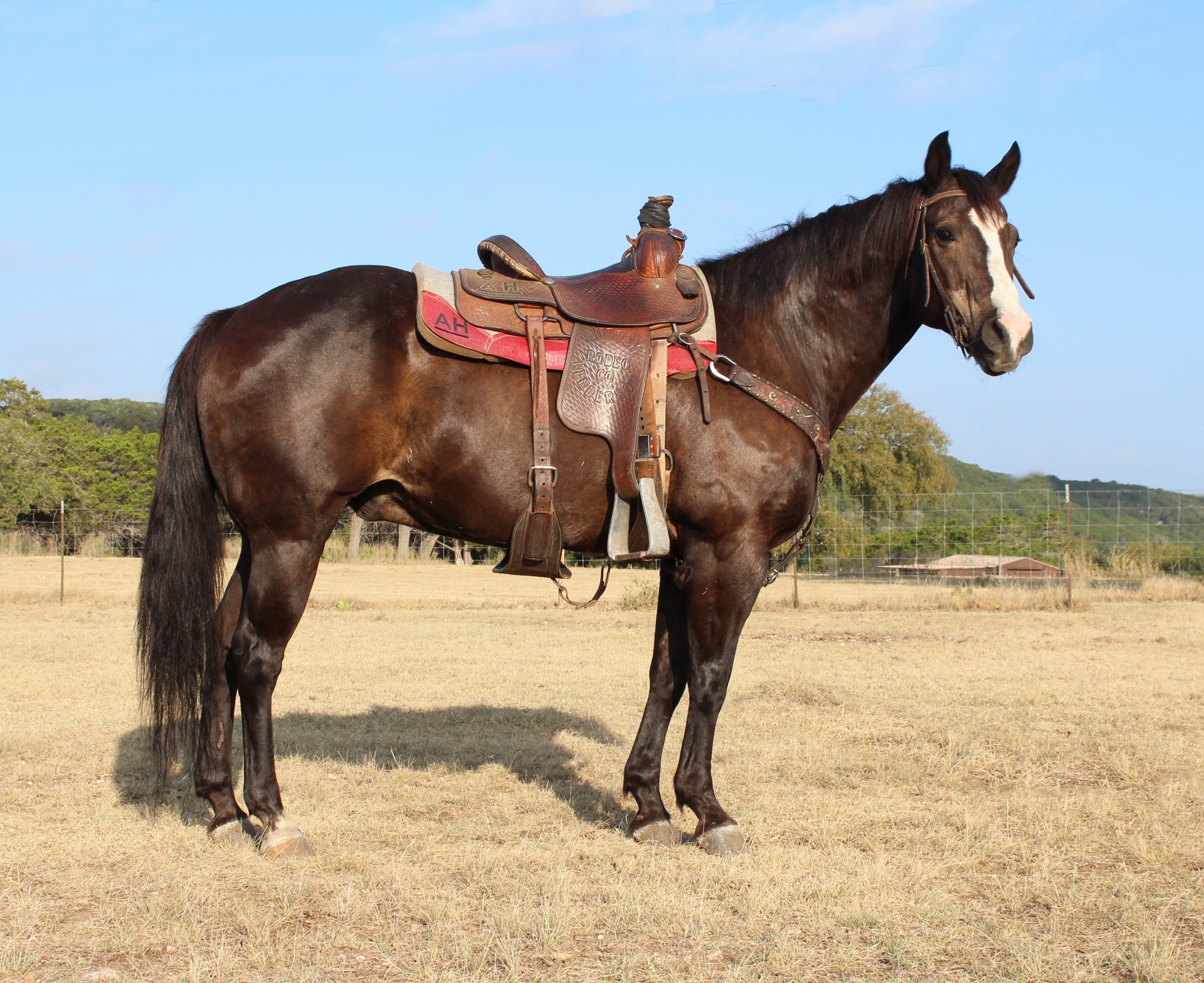 Stout Black 1300 Lb Ranch Gelding