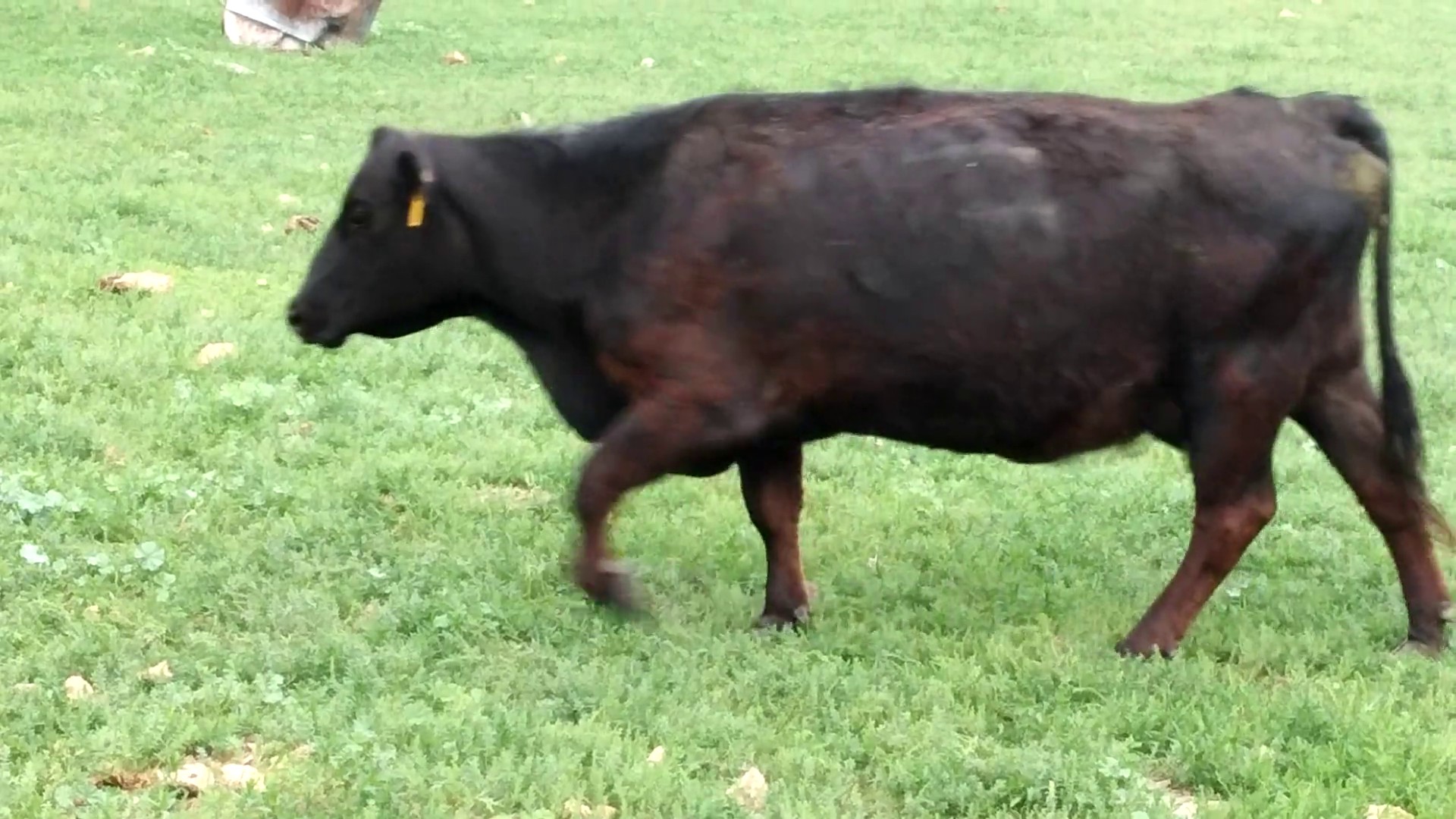 37 hd 2-12 yr old Black Angus/Black Baldy Cow Pairs-Montana