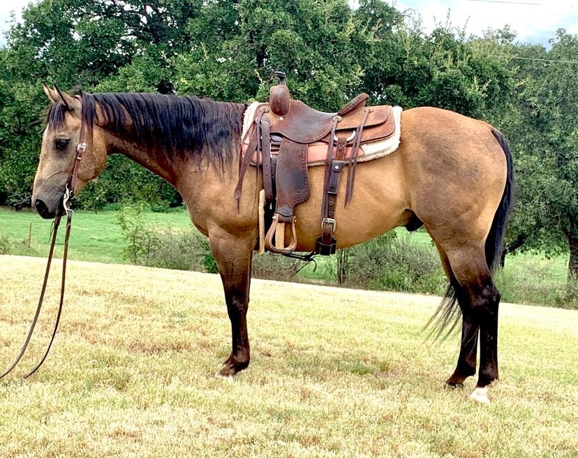 Buckskin - 6 years old Gelding