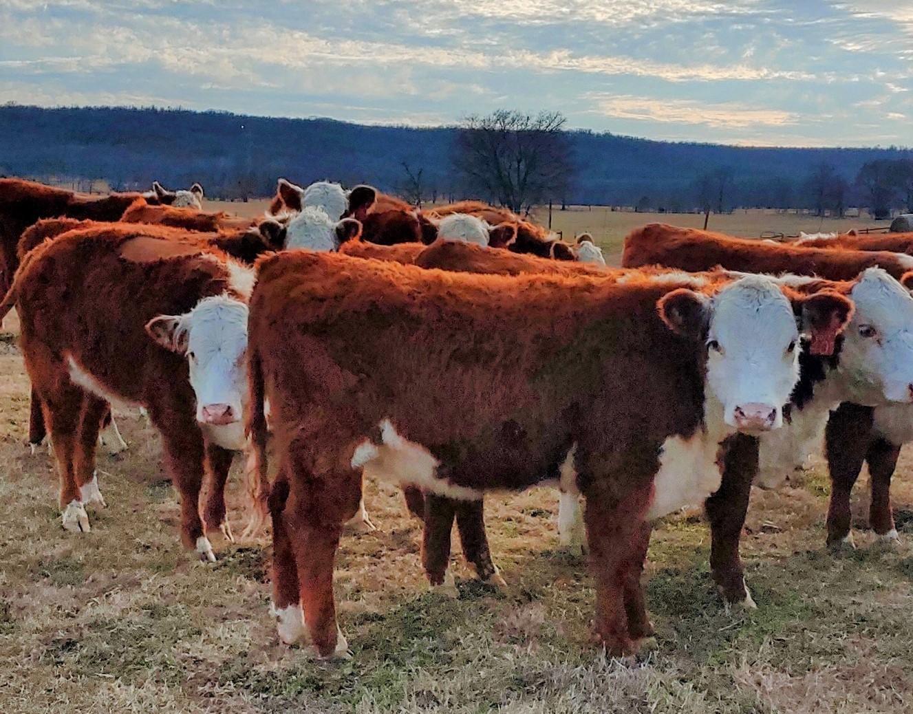 18 - REGISTERED HEREFORD HEIFERS - OKLAHOMA