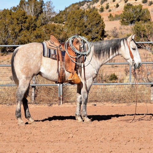 Gentle 15.2 Hand - Pitchfork Ranch Gelding