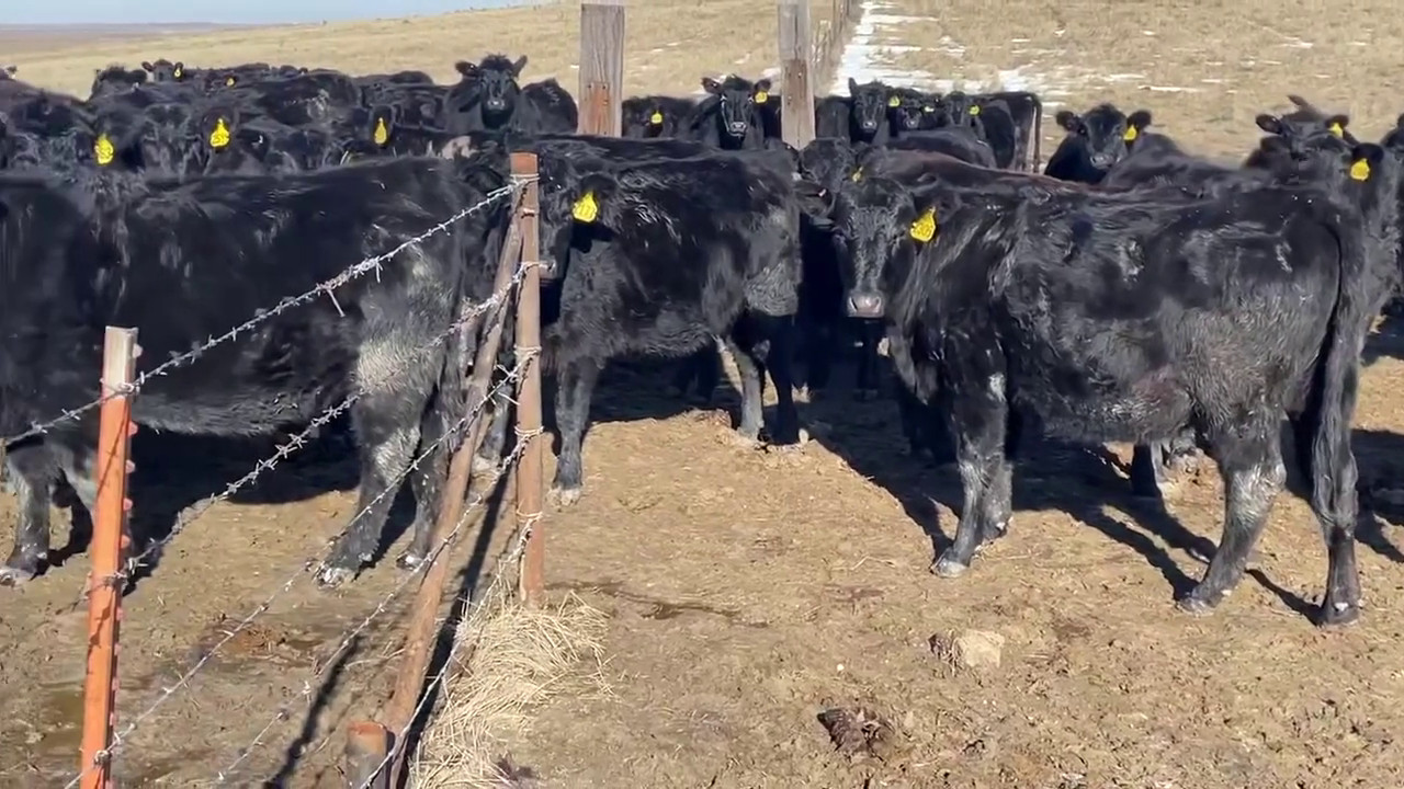 315 - 2 yr old Black Angus/Black Baldy Bred Heifers - Montana