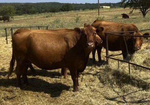 6 - Commercial Red Angus Cows - Texas