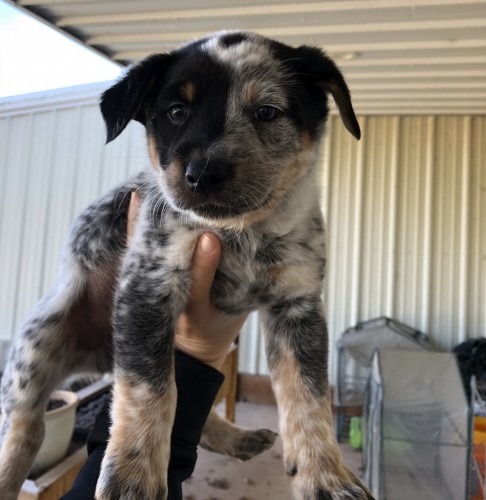 Male Pure Bred Blue Heeler Puppy