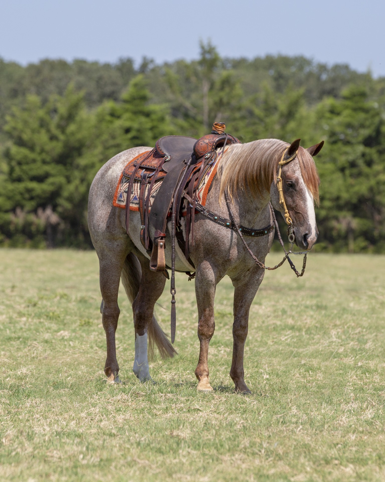 WHAT A PAYNE (Mojo) - Red Roan Own Son of Metallic Cat