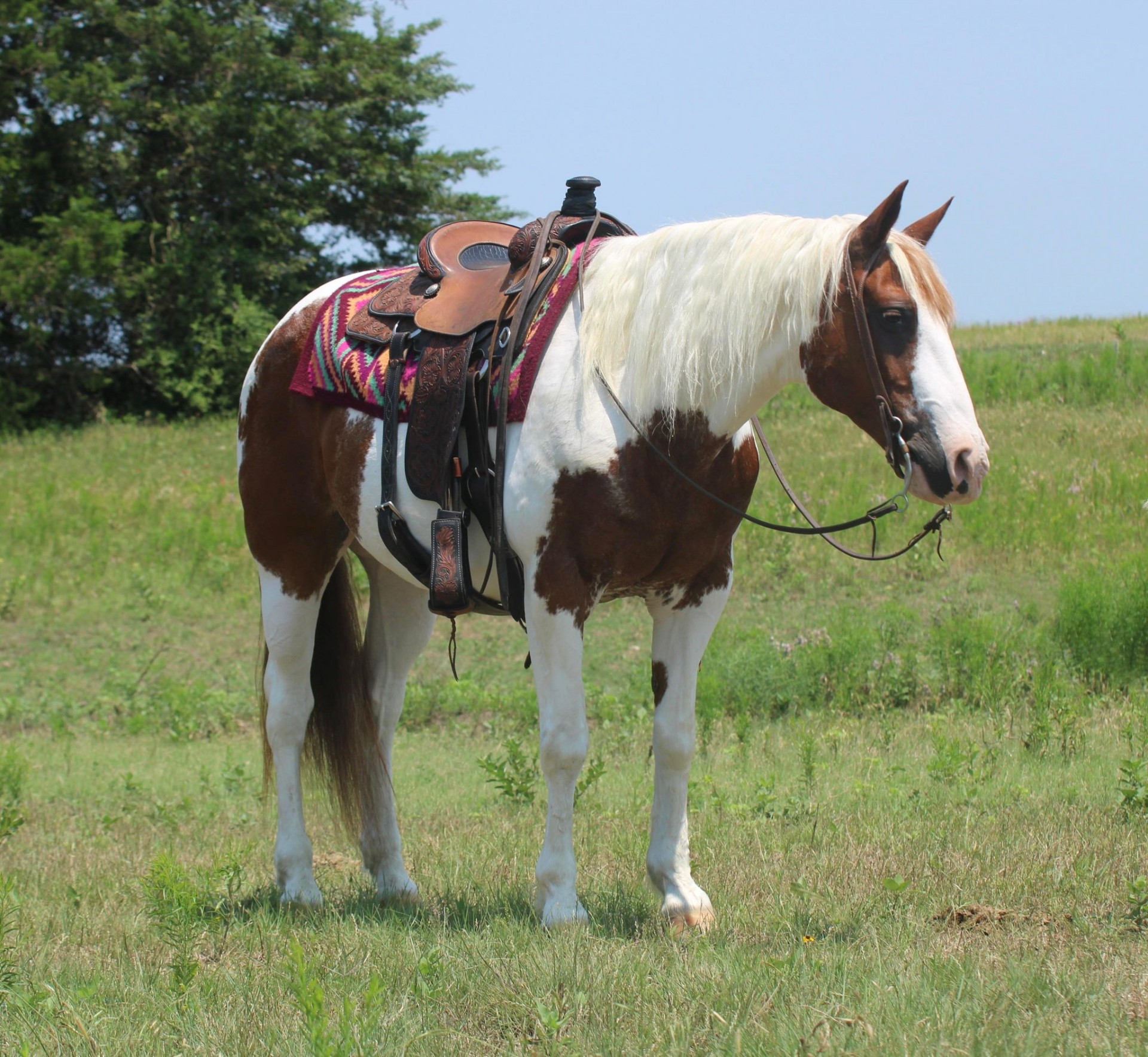 Big Stout Paint Horse - Super Gentle