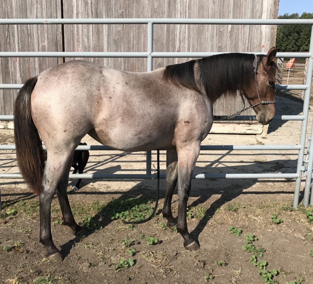 Yearling Red Roan Filly